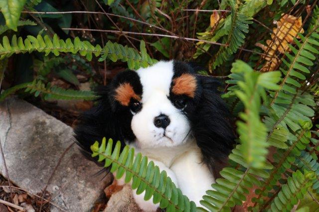 Bocchetta Alex (King Charles - 28cm floppy)