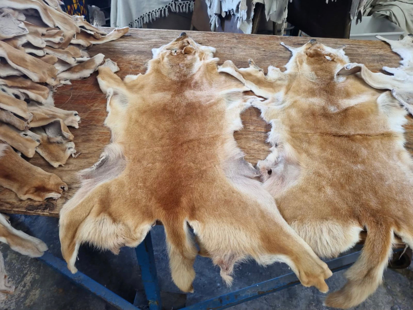 Wild Dog Hide