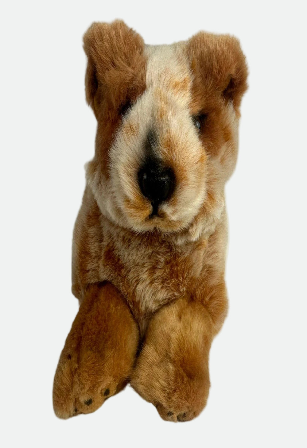 Bocchetta Flame - Cattle Dog